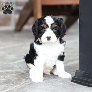 Kit, Cavapoo Puppy